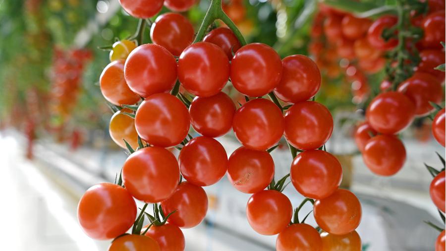 Cherry tomatoes see bumper harvest in NW China's Gansu