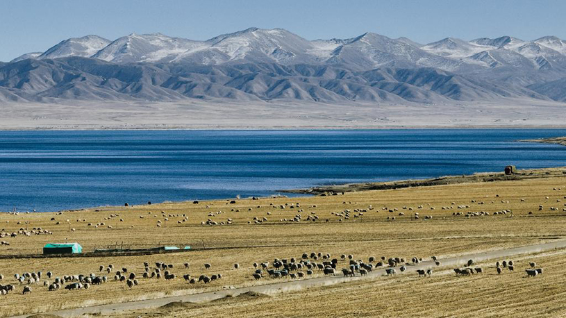 Sheep seen on shore of Qinghai Lake in NW China