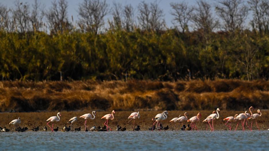 Flamingos winter in Yancheng City, E China's Jiangsu