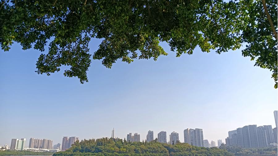 Rare migratory black-capped kingfisher spotted at lake in Xiamen, SE China's Fujian