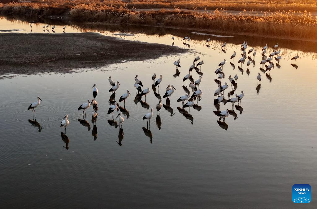 Coastal wetlands in N China's Tangshan serve as important habitats for migratory birds