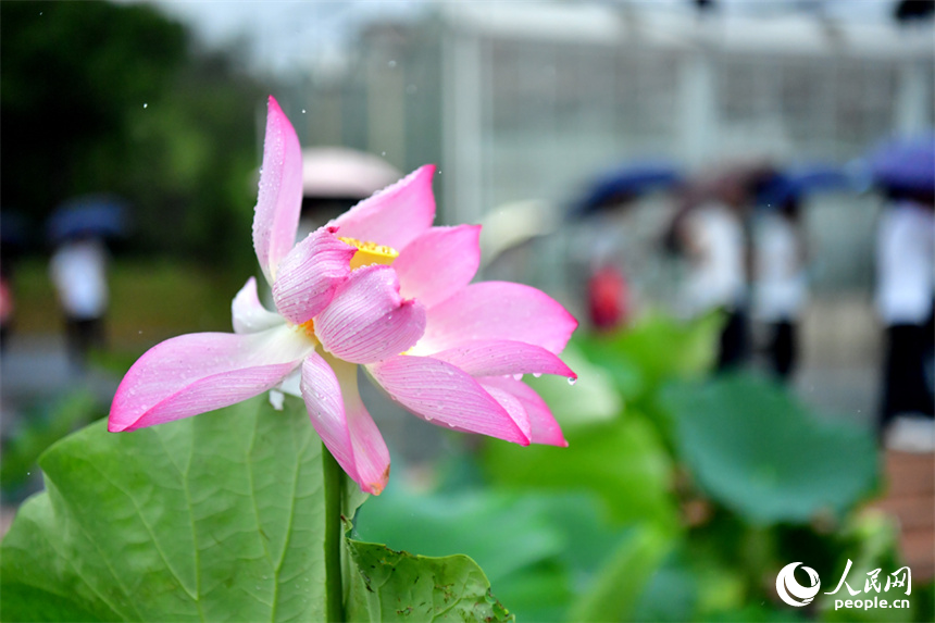 Photo shows a blooming lotus flower at the lotus science and technology expo park in Guangchang county, east China's Jiangxi Province. (People's Daily Online/Shi Yu)