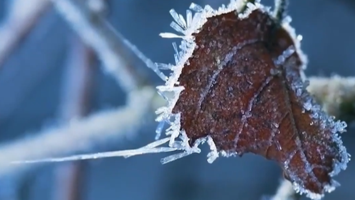 Trending in China | Frost's Descent: autumn's final solar term