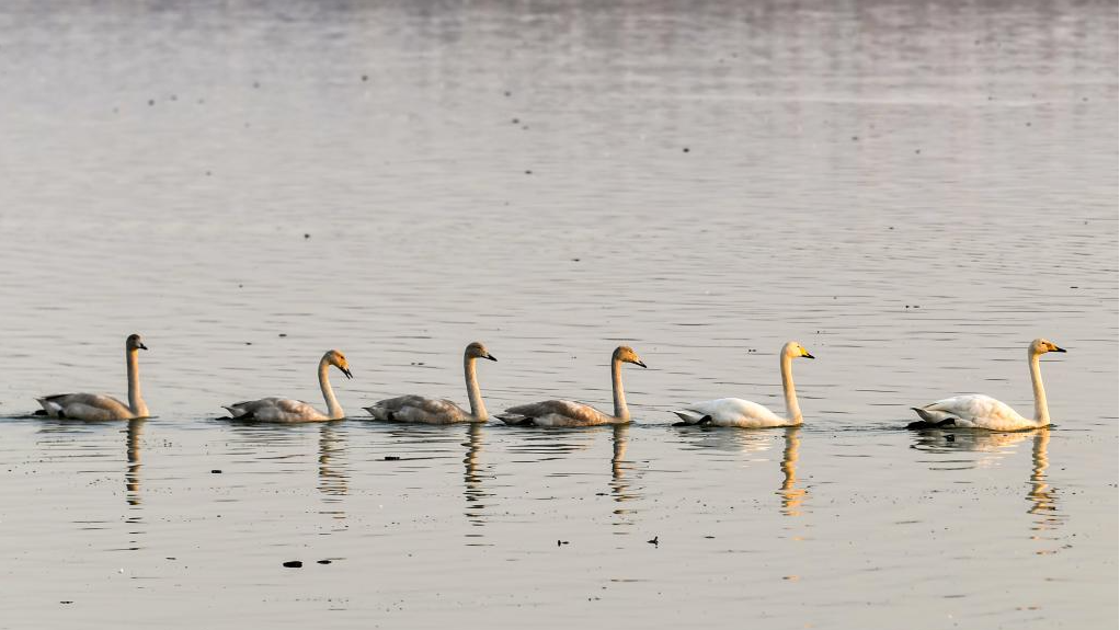 Pinglu Yellow River Wetland in N China welcomes migratory wild swans